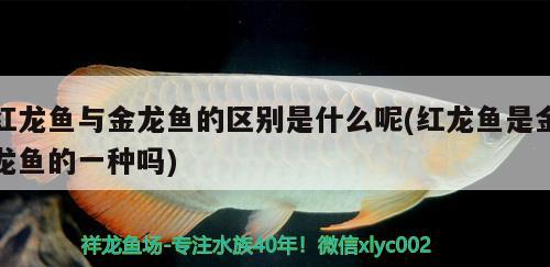 紅龍魚與金龍魚的區(qū)別是什么呢(紅龍魚是金龍魚的一種嗎)