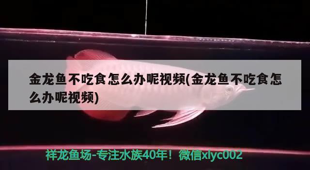 金龍魚不吃食怎么辦呢視頻(金龍魚不吃食怎么辦呢視頻) 斑馬鴨嘴魚