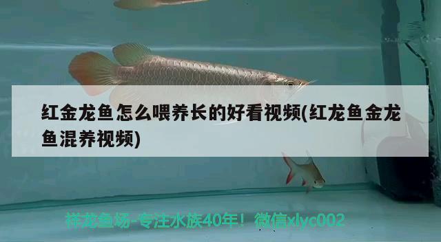 紅金龍魚(yú)怎么喂養(yǎng)長(zhǎng)的好看視頻(紅龍魚(yú)金龍魚(yú)混養(yǎng)視頻)