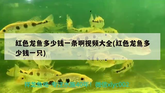 紅色龍魚多少錢一條啊視頻大全(紅色龍魚多少錢一只)