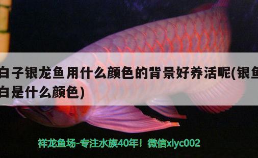 白子銀龍魚用什么顏色的背景好養(yǎng)活呢(銀魚白是什么顏色) 銀龍魚