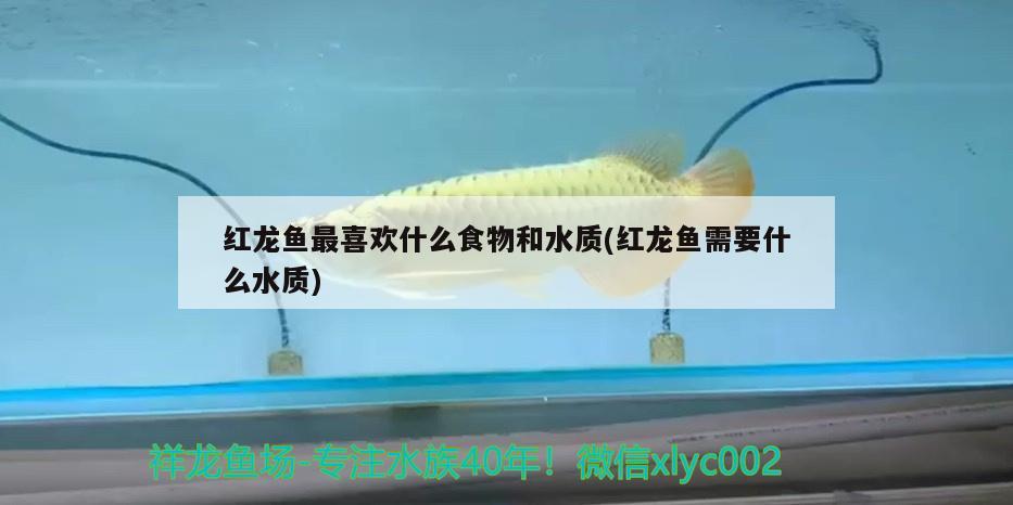 紅龍魚最喜歡什么食物和水質(zhì)(紅龍魚需要什么水質(zhì))