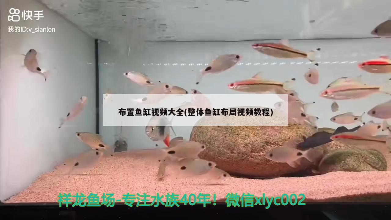 布置魚缸視頻大全(整體魚缸布局視頻教程) 巴西亞魚