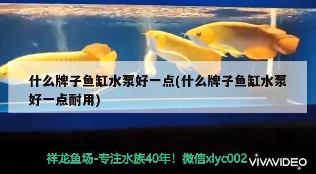 北京觀賞魚(yú)批發(fā)便宜的地方有哪些城市（北京附近觀賞魚(yú)批發(fā)地址） 圣菲埃及魚(yú) 第2張