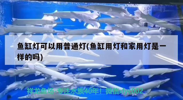 魚缸燈可以用普通燈(魚缸用燈和家用燈是一樣的嗎) 超血紅龍魚