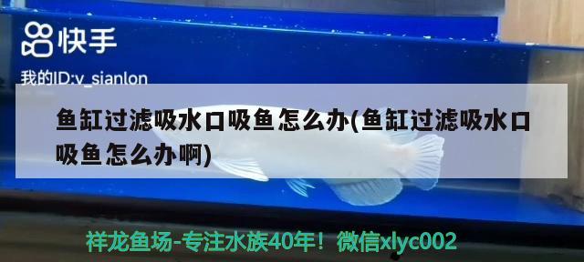 魚缸過濾吸水口吸魚怎么辦(魚缸過濾吸水口吸魚怎么辦啊) 錦鯉池魚池建設(shè)