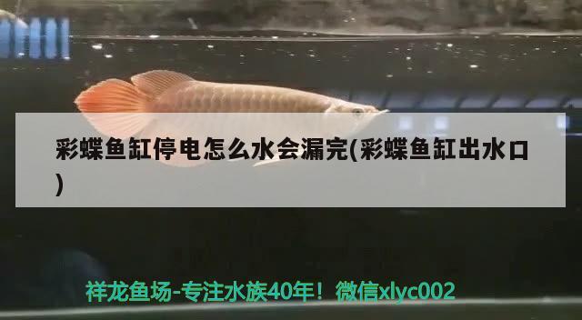 臨滄觀賞魚市場六條白蝶