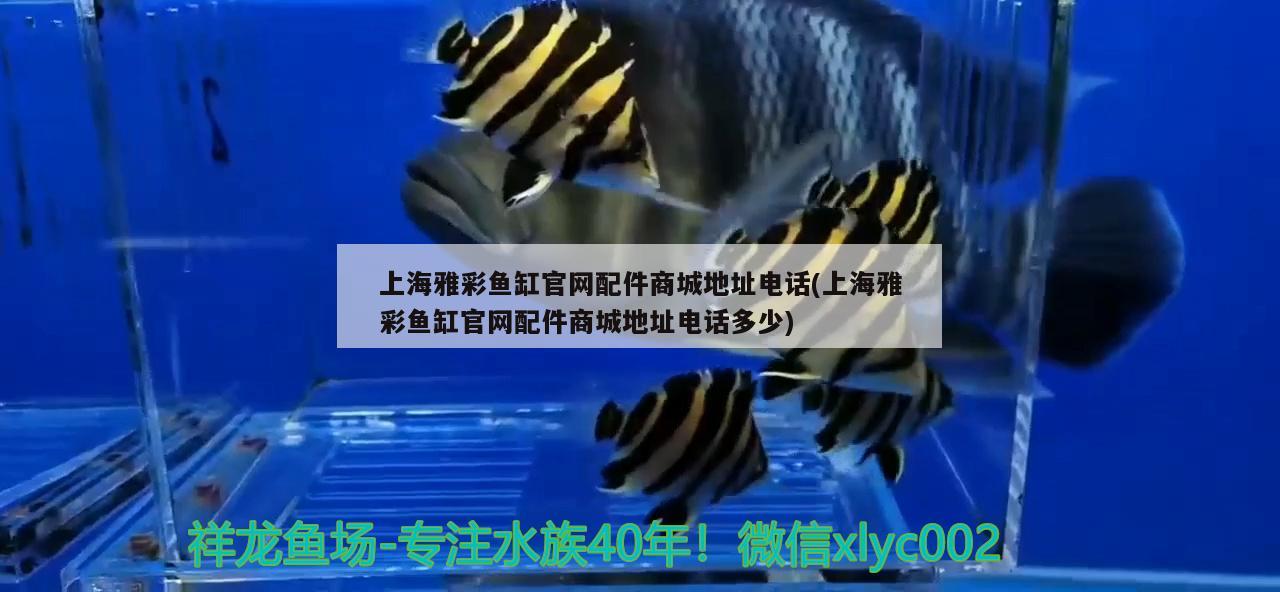 上海雅彩魚(yú)缸官網(wǎng)配件商城地址電話(上海雅彩魚(yú)缸官網(wǎng)配件商城地址電話多少) 大白鯊魚(yú)