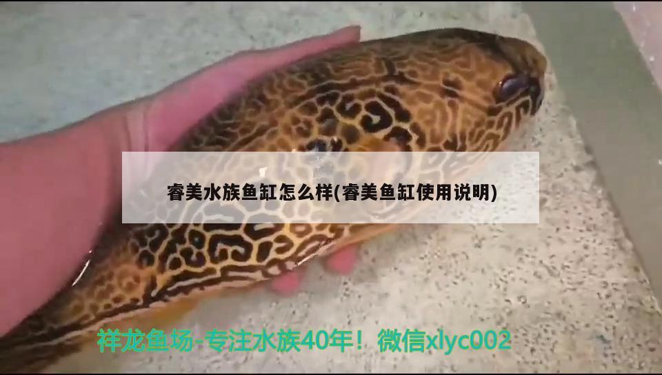 睿美水族魚缸怎么樣(睿美魚缸使用說明) 暹羅巨鯉