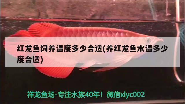 紅龍魚飼養(yǎng)溫度多少合適(養(yǎng)紅龍魚水溫多少度合適) 其它水族用具設(shè)備