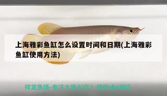 上海雅彩魚缸怎么設置時間和日期(上海雅彩魚缸使用方法) 綠皮皇冠豹魚 第2張