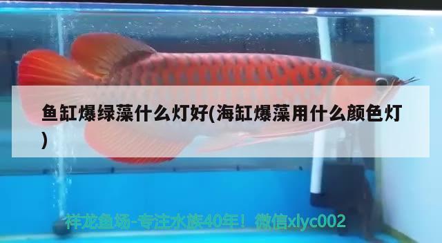 金魚缸氣泵要一直開嗎（金魚缸不用氣泵行不行） 充氧泵 第1張