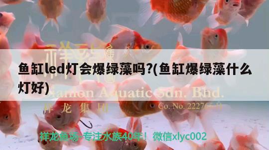 十種溫順的小型觀(guān)賞魚(yú)品種大全視頻 十種溫順的小型觀(guān)賞魚(yú)品種大全視頻下載