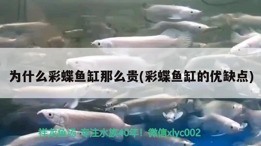 為什么彩蝶魚缸那么貴(彩蝶魚缸的優(yōu)缺點) 蝴蝶鯉魚苗