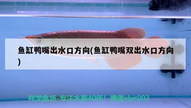 魚缸鴨嘴出水口方向(魚缸鴨嘴雙出水口方向)