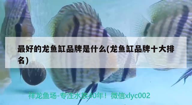 最好的龍魚缸品牌是什么(龍魚缸品牌十大排名)