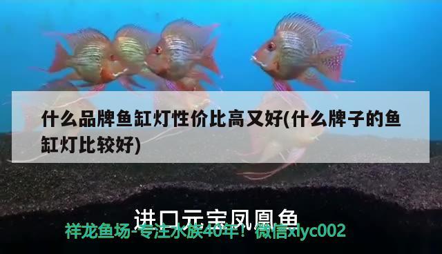 什么品牌魚缸燈性價比高又好(什么牌子的魚缸燈比較好)