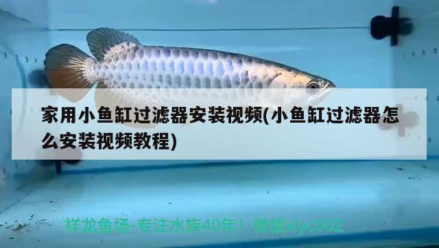 家用小魚缸過濾器安裝視頻(小魚缸過濾器怎么安裝視頻教程) 狗仔招財貓魚