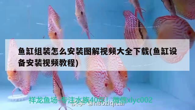 魚缸組裝怎么安裝圖解視頻大全下載(魚缸設(shè)備安裝視頻教程) 銀龍魚百科