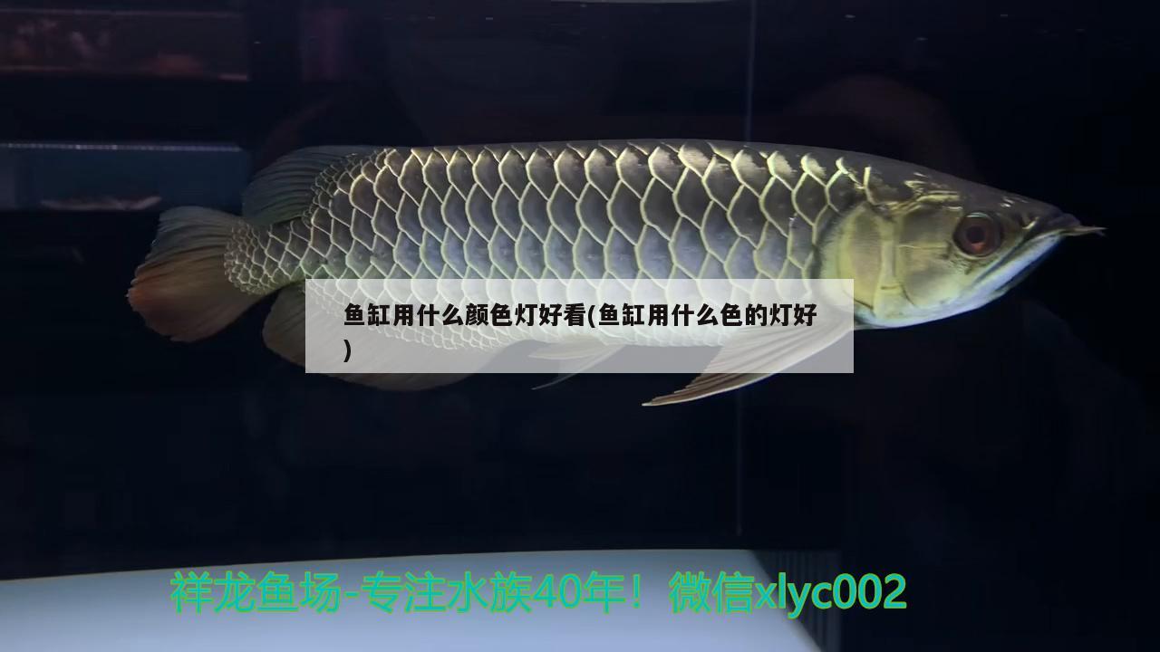 魚缸用什么顏色燈好看(魚缸用什么色的燈好) 黃金達摩魚