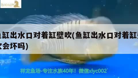 嘉興觀賞魚市場分享三紋球虎大粗紋縮尾?；? title=