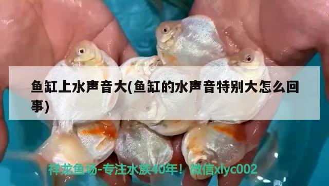 紅尾慈鯛：紅尾皇冠魚和紅寶石魚能雜交嗎