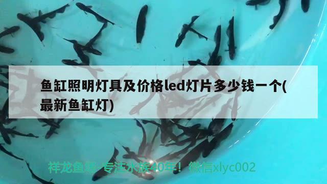 這家伙有兩下子 魟魚(yú)百科 第2張