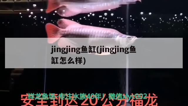 jingjing魚缸(jingjing魚缸怎么樣)