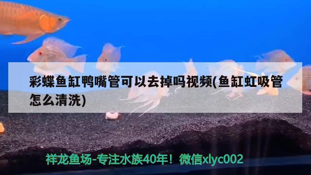 彩蝶魚缸鴨嘴管可以去掉嗎視頻(魚缸虹吸管怎么清洗) 暹羅巨鯉