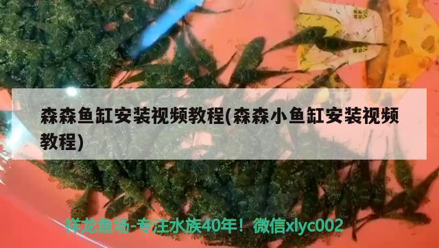 金龍魚不能養(yǎng)雙(金魚為什么不能養(yǎng)雙)