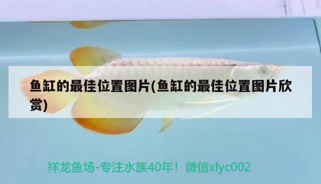 一米魚缸最佳尺寸比例圖（一米魚缸最佳尺寸比例圖片） 魚缸百科 第1張