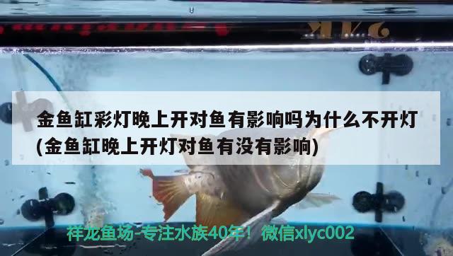 金魚缸彩燈晚上開對魚有影響嗎為什么不開燈(金魚缸晚上開燈對魚有沒有影響) 一眉道人魚