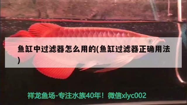 魚缸中過濾器怎么用的(魚缸過濾器正確用法) 白玉紅龍魚