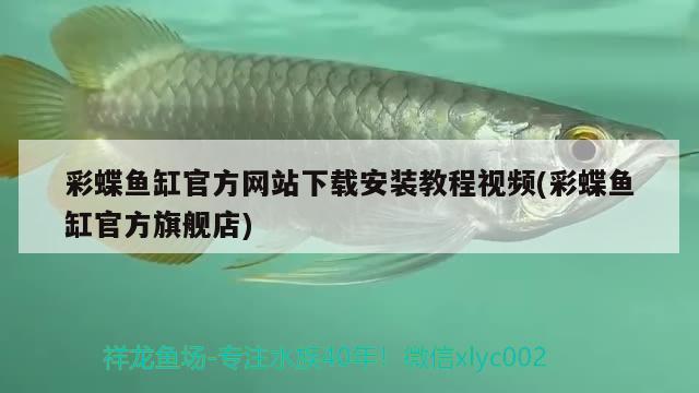 彩蝶魚缸官方網(wǎng)站下載安裝教程視頻(彩蝶魚缸官方旗艦店) 大湖紅龍魚