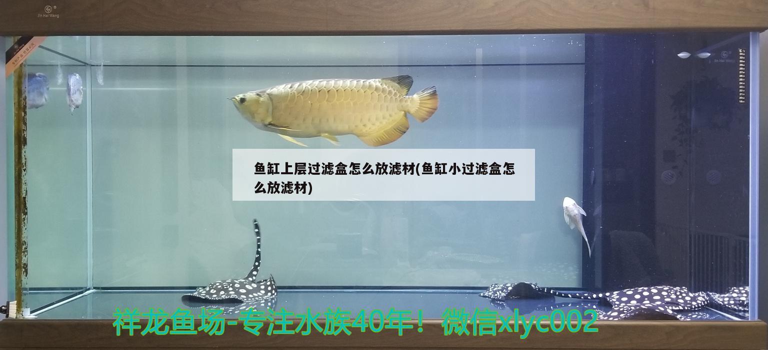 魚缸上層過濾盒怎么放濾材(魚缸小過濾盒怎么放濾材) 除藻劑