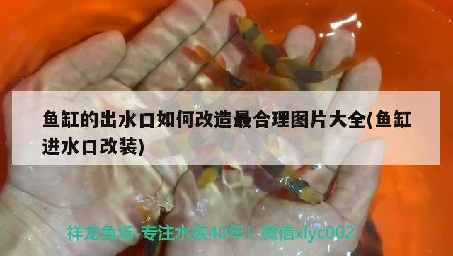 金魚飼料十大名牌（中國十大金魚飼料品牌） 泰國雪鯽魚 第3張