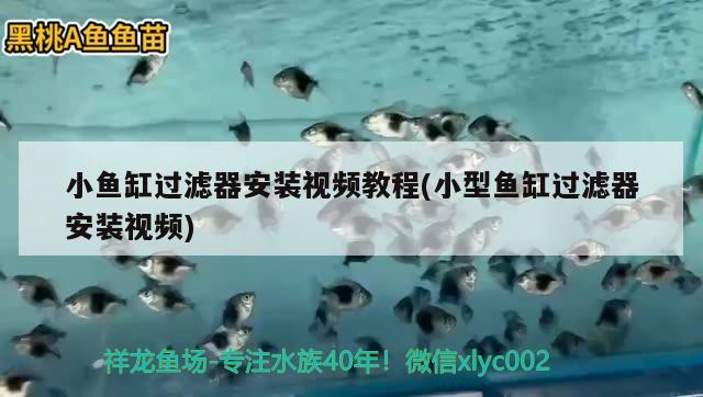 小魚缸過濾器安裝視頻教程(小型魚缸過濾器安裝視頻)