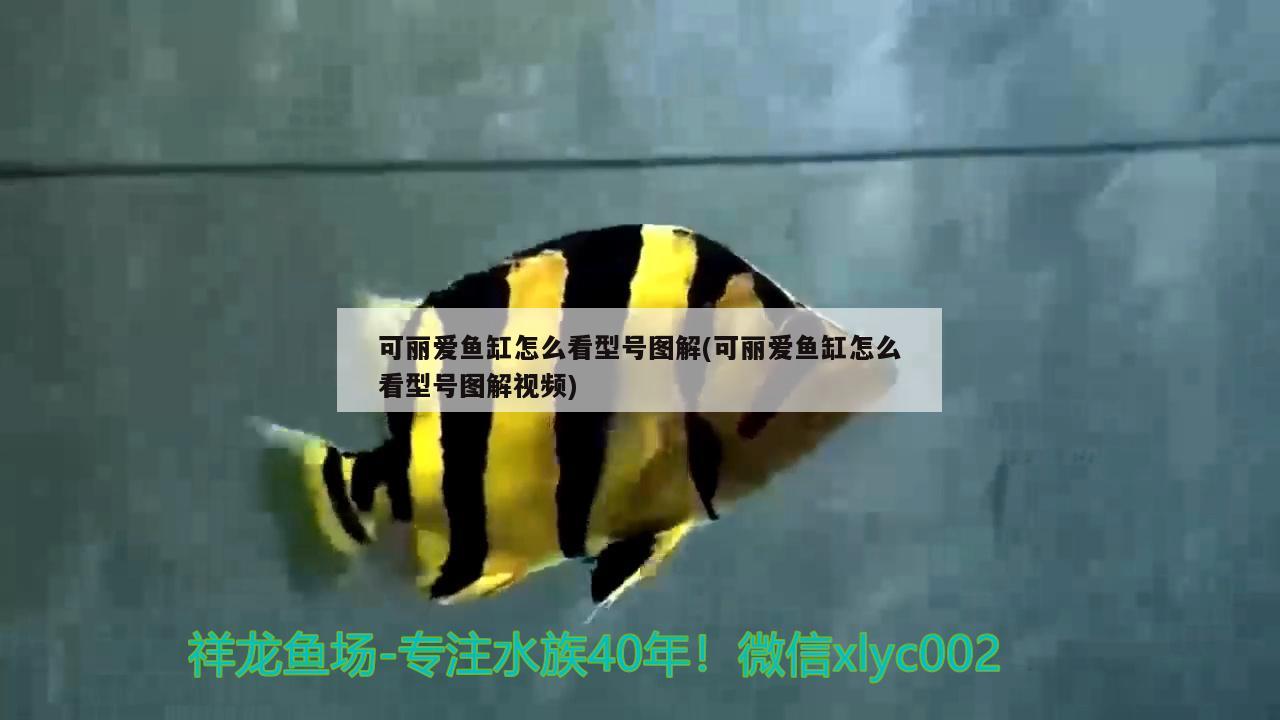 可麗愛魚缸怎么看型號圖解(可麗愛魚缸怎么看型號圖解視頻)