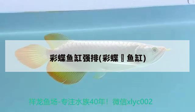 彩蝶魚缸強排(彩蝶魟魚缸)