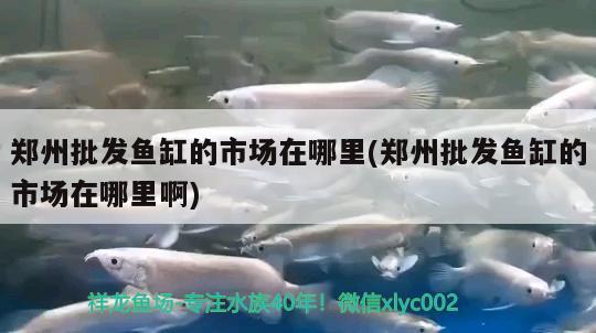 鄭州批發(fā)魚缸的市場(chǎng)在哪里(鄭州批發(fā)魚缸的市場(chǎng)在哪里啊) 紅魔王銀版魚