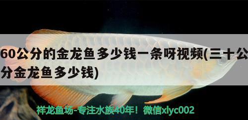 60公分的金龍魚多少錢一條呀視頻(三十公分金龍魚多少錢) 三間鼠魚苗