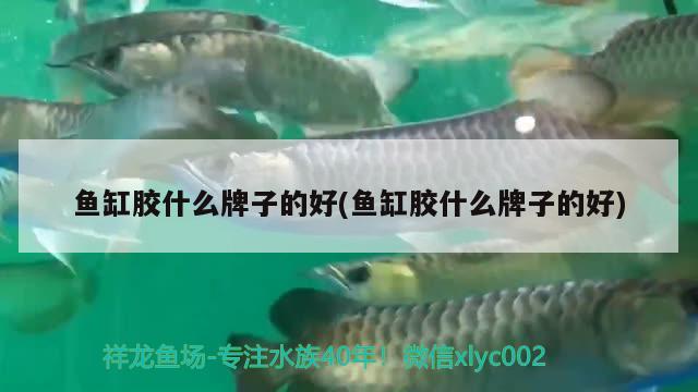 魚缸膠什么牌子的好(魚缸膠什么牌子的好) 高背金龍魚