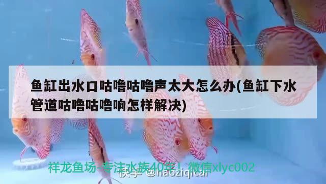 紅龍魚(yú)如何挑選品種視頻講解(紅龍魚(yú)挑選技巧) 紅尾平克魚(yú)