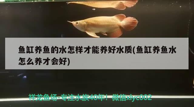 魚缸養(yǎng)魚的水怎樣才能養(yǎng)好水質(zhì)(魚缸養(yǎng)魚水怎么養(yǎng)才會(huì)好) 財(cái)神鸚鵡魚