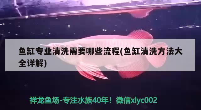 魚缸專業(yè)清洗需要哪些流程(魚缸清洗方法大全詳解) 照明器材