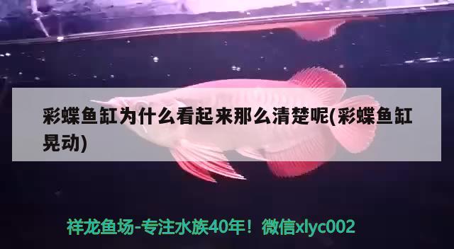 20公分龍魚一年長多大（20公分銀龍魚一年長多大）