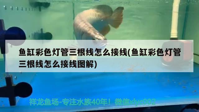 魚缸彩色燈管三根線怎么接線(魚缸彩色燈管三根線怎么接線圖解) 虎紋銀版魚