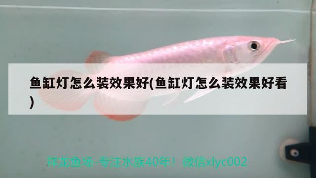 魚缸燈怎么裝效果好(魚缸燈怎么裝效果好看) 帝王血鉆魚