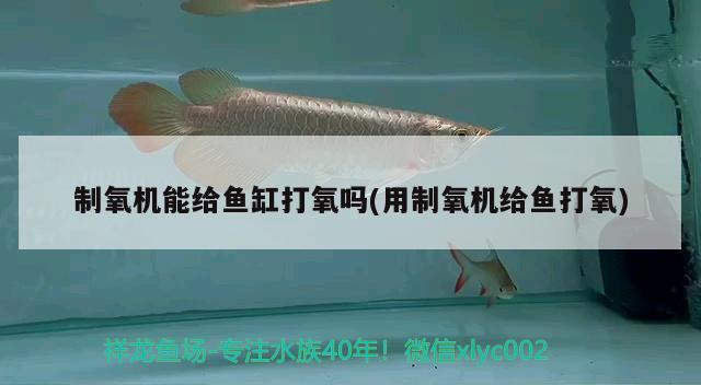 怎么樣養(yǎng)龍魚(怎么樣養(yǎng)好龍魚) 其他益生菌 第2張