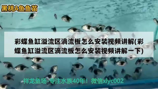 彩蝶魚缸溢流區(qū)滴流板怎么安裝視頻講解(彩蝶魚缸溢流區(qū)滴流板怎么安裝視頻講解一下) 金龍魚糧